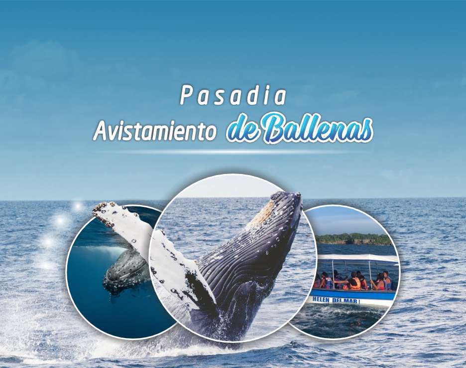 pasadia avistamiento de ballenas desde cali