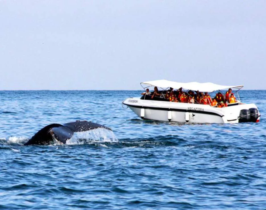 avistamiento de ballenas desde cali 2024